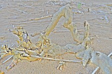 _DSC0067